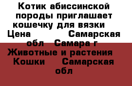 Котик абиссинской породы приглашает кошечку для вязки. › Цена ­ 5 000 - Самарская обл., Самара г. Животные и растения » Кошки   . Самарская обл.